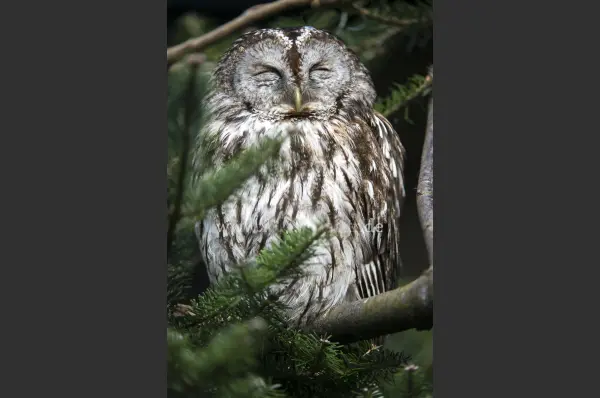 Fokus-Natur Bild
