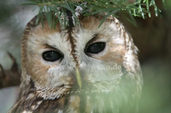 Fokus-Natur Bild