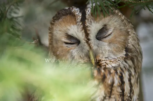 Fokus-Natur Bild
