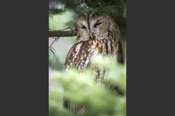 Fokus-Natur Bild
