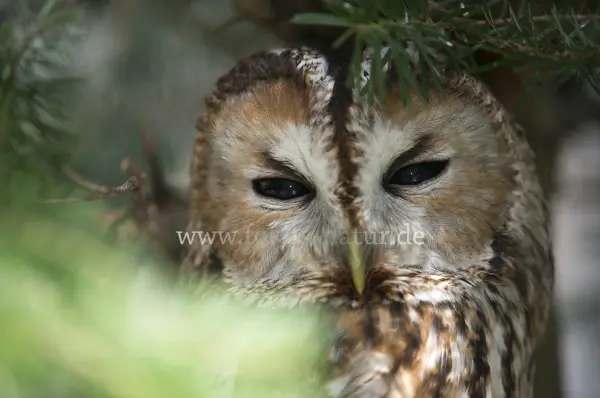 Fokus-Natur Bild