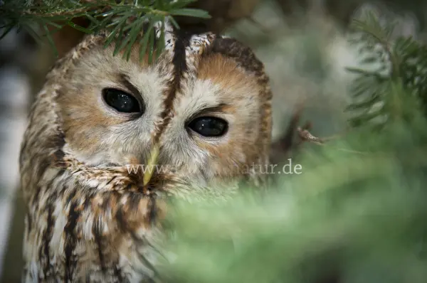 Fokus-Natur Bild