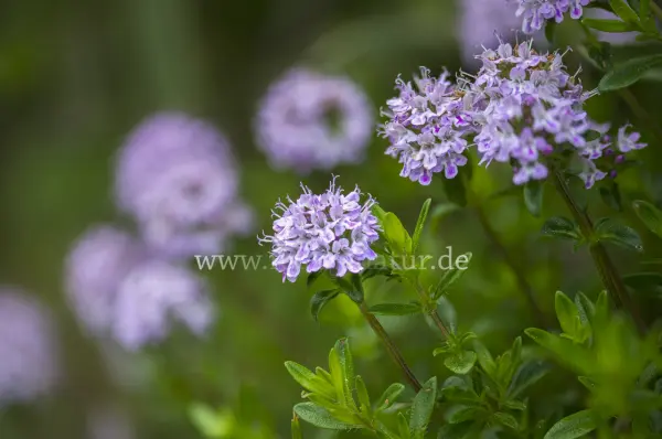 Fokus-Natur Bild