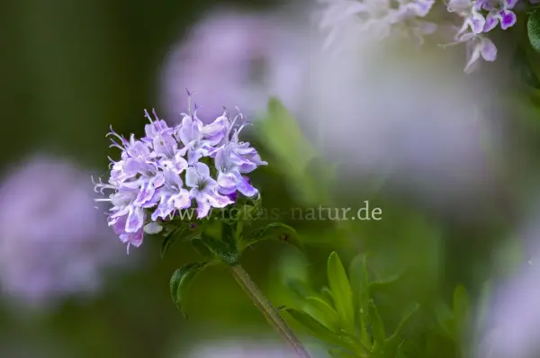 Fokus-Natur Bild