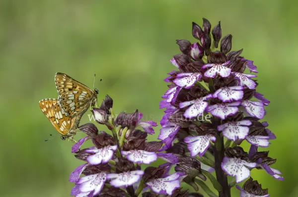 Fokus-Natur Bild