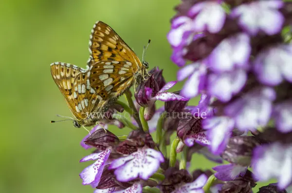 Fokus-Natur Bild