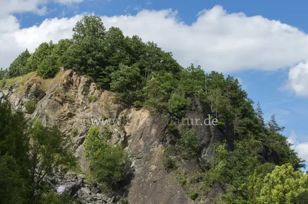 Fokus-Natur Bild