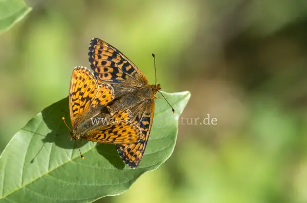 Fokus-Natur Bild