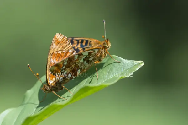 Fokus-Natur Bild