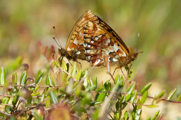 Fokus-Natur Bild