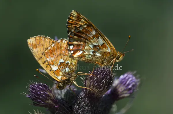Fokus-Natur Bild