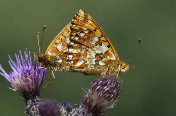 Fokus-Natur Bild