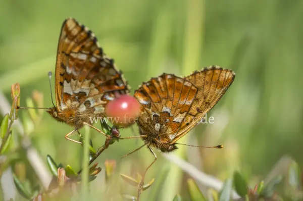 Fokus-Natur Bild