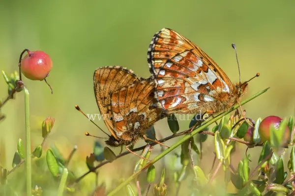 Fokus-Natur Bild