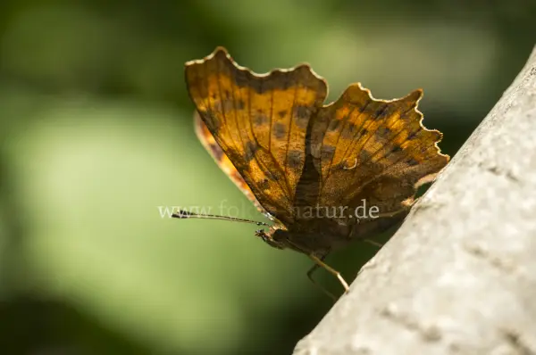 Fokus-Natur Bild