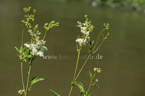 Fokus-Natur Bild