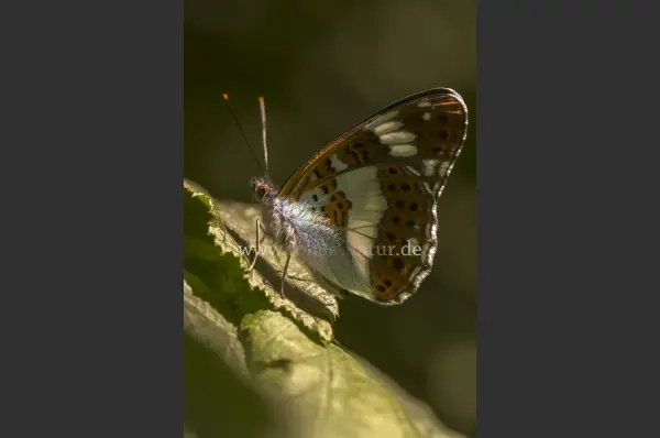 Fokus-Natur Bild