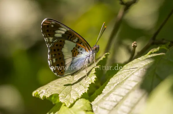 Fokus-Natur Bild