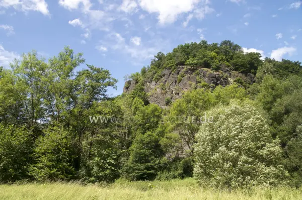 Fokus-Natur Bild