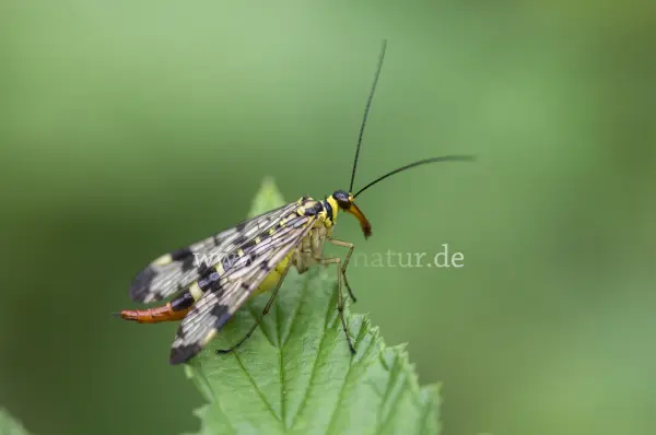 Fokus-Natur Bild