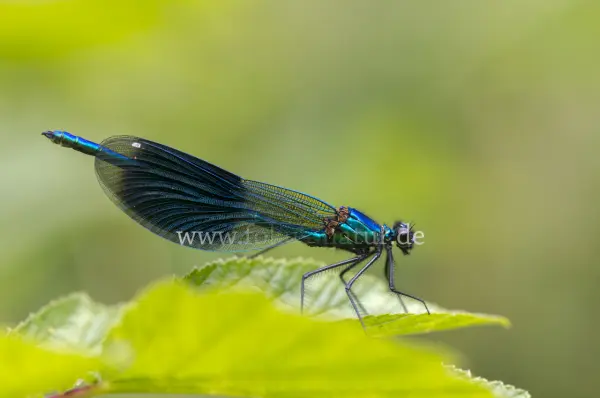 Fokus-Natur Bild