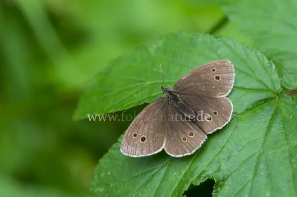 Fokus-Natur Bild