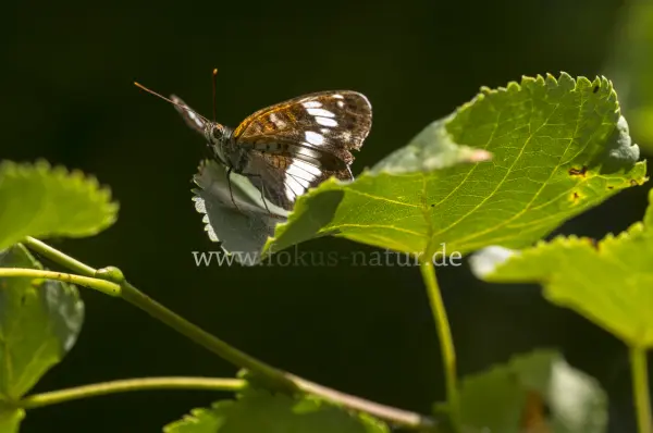 Fokus-Natur Bild