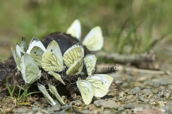 Fokus-Natur Bild