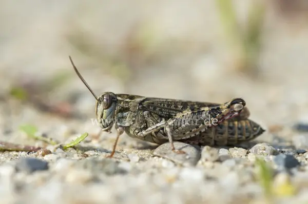 Fokus-Natur Bild