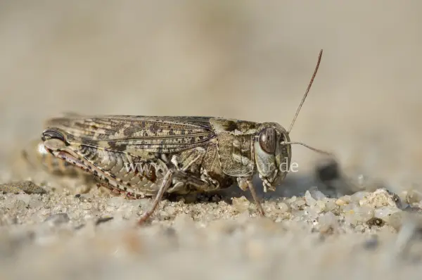 Fokus-Natur Bild