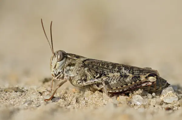 Fokus-Natur Bild