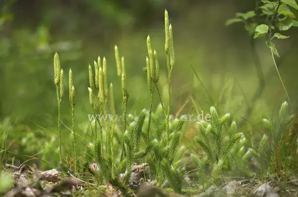 Fokus-Natur Bild