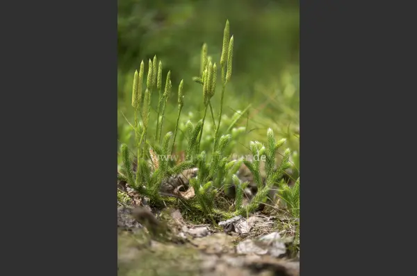 Fokus-Natur Bild