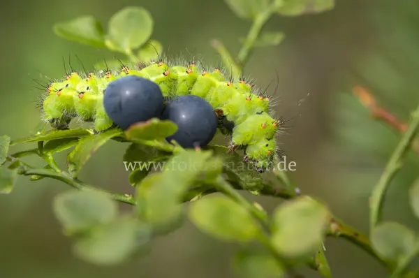 Fokus-Natur Bild