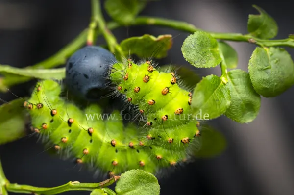 Fokus-Natur Bild