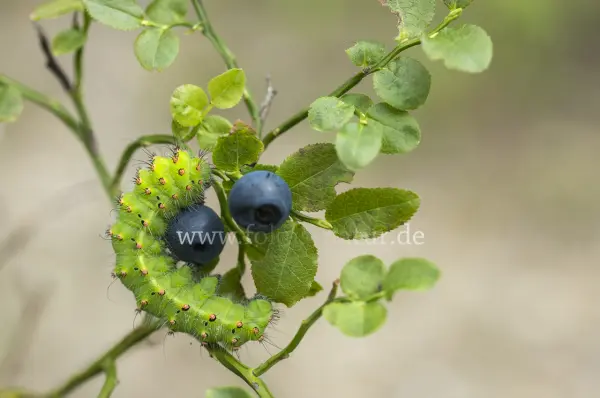 Fokus-Natur Bild