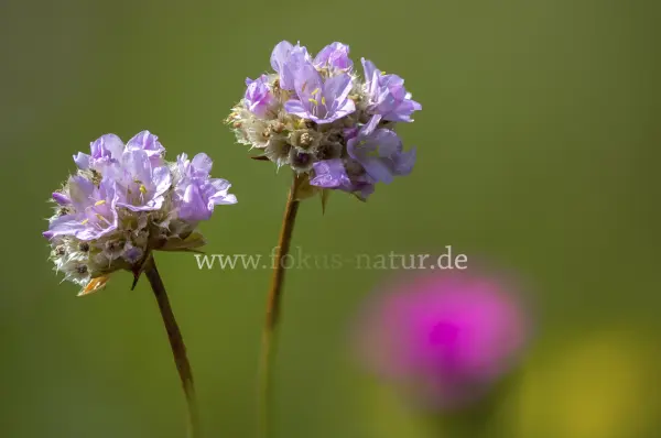 Fokus-Natur Bild