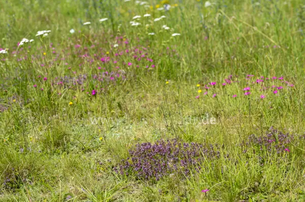 Fokus-Natur Bild