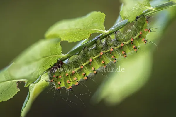 Fokus-Natur Bild