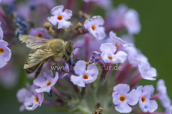 Fokus-Natur Bild