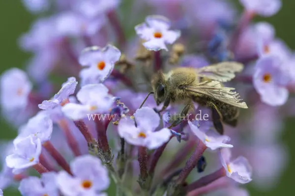 Fokus-Natur Bild