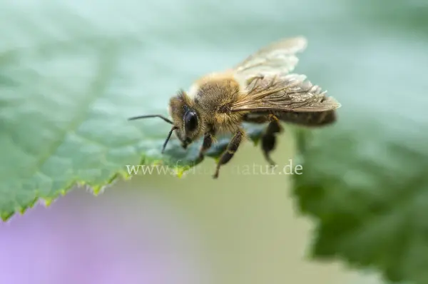 Fokus-Natur Bild