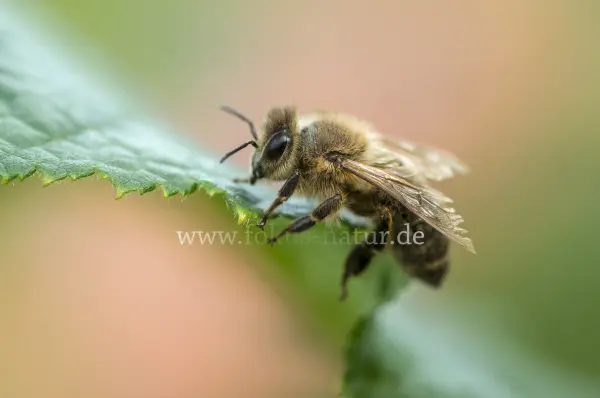 Fokus-Natur Bild