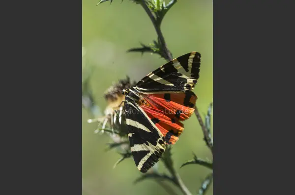 Fokus-Natur Bild