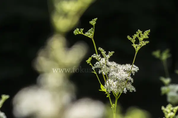 Fokus-Natur Bild