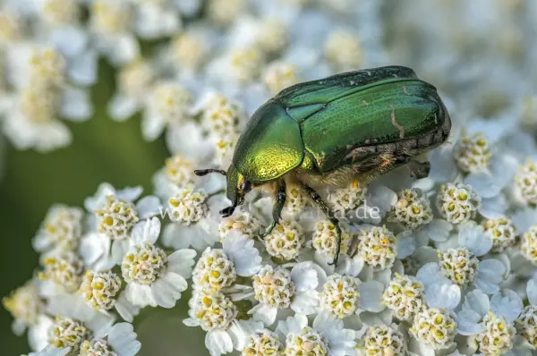 Fokus-Natur Bild