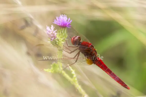 Fokus-Natur Bild
