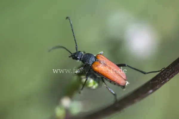 Fokus-Natur Bild
