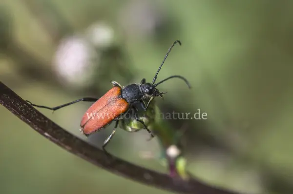 Fokus-Natur Bild