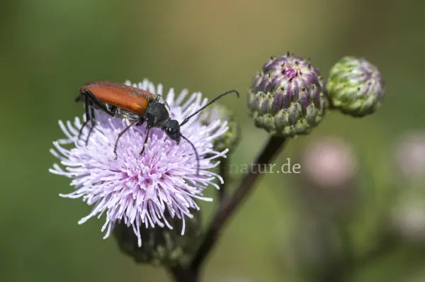 Fokus-Natur Bild